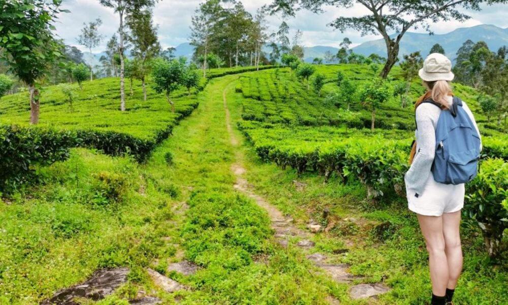 Tea Leaf Retreat Daire Kandy Dış mekan fotoğraf